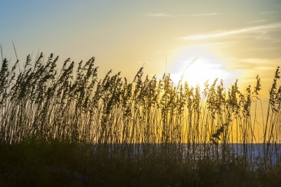 tybee-sea-oats-sunrise.jpg