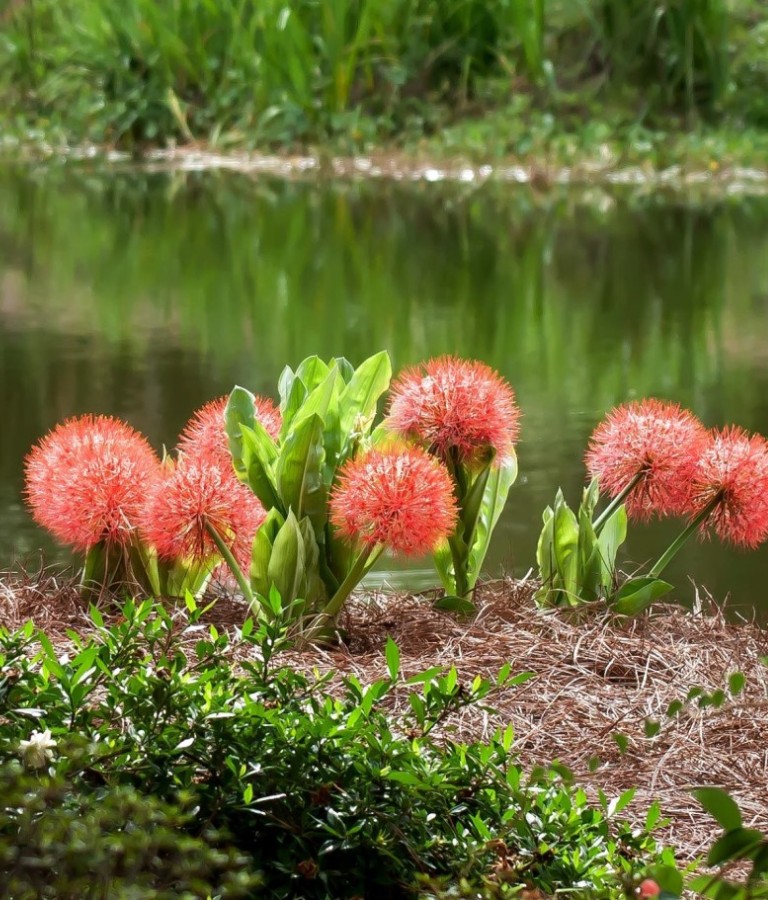 Coastal Georgia Botanical Gardens Coastal Georgia Botanical Gardens