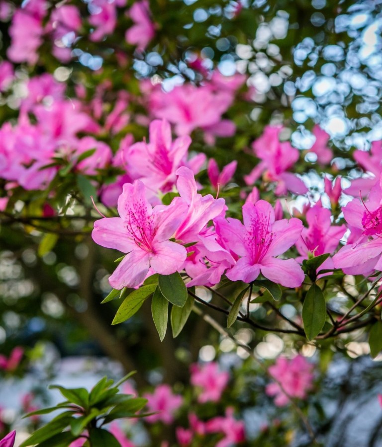 Pink azaleas in full bloom on a leafy branch, with soft sunlight and blurred greenery in the background.