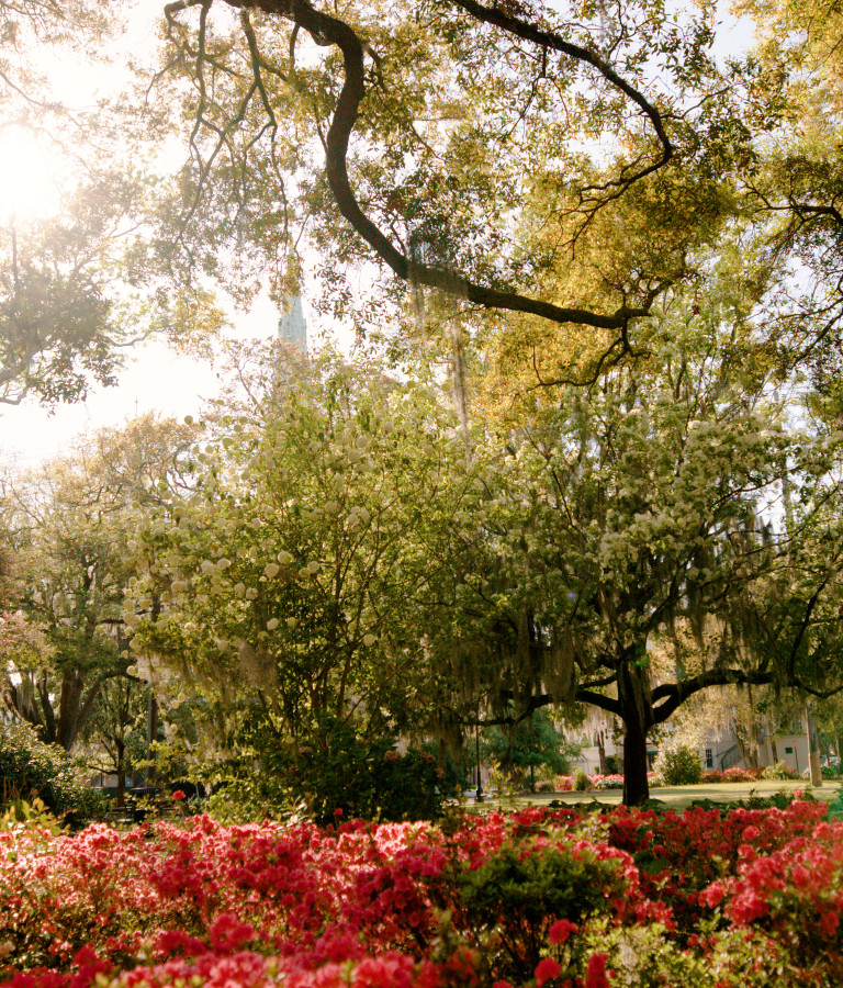 azalea flowers in forsyth park