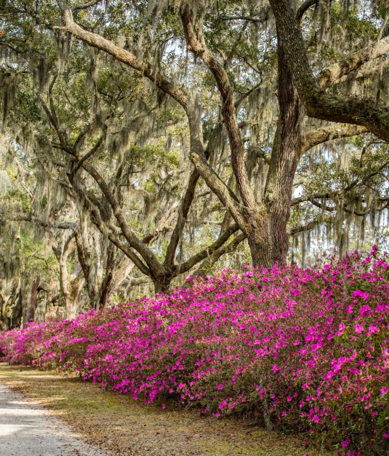 bonaventure_azaleas.jpg