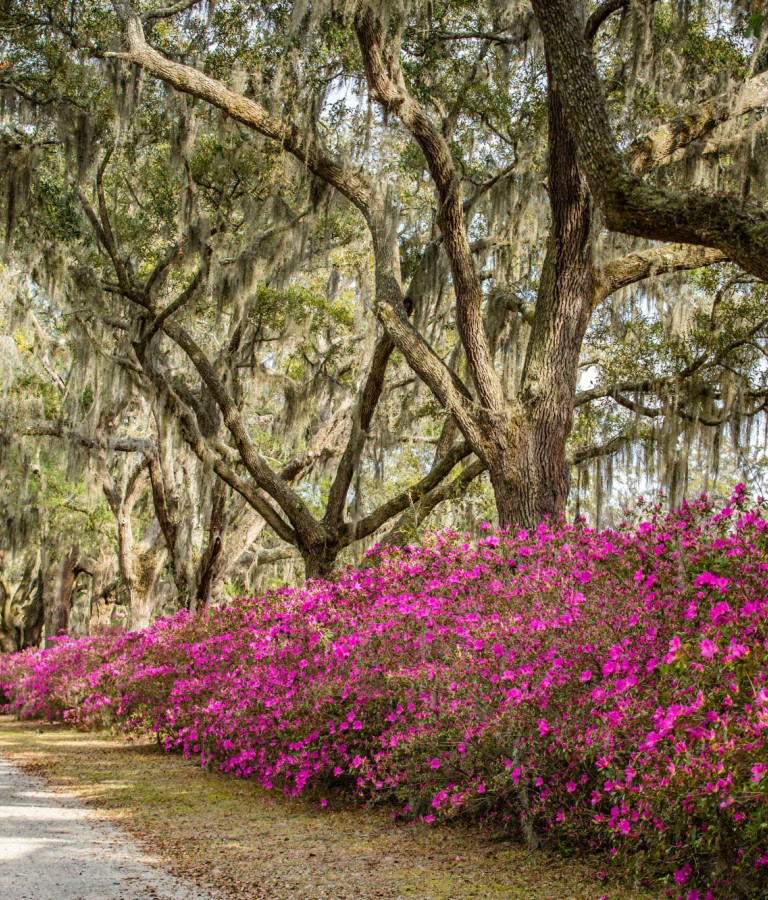 bonaventure_azaleas.jpg