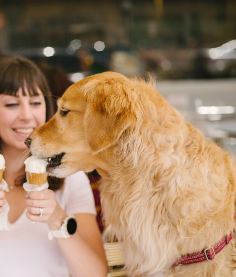 Dogs at Leopold's in Savannah