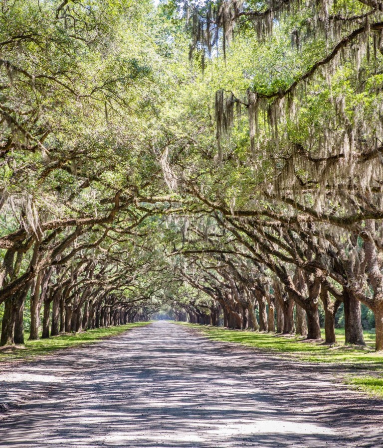 wormsloe-oak-canopy.jpg