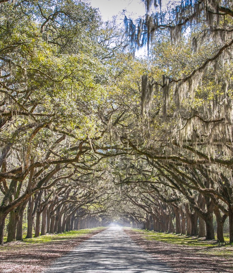 Wormsloe-Historic-Site.jpg