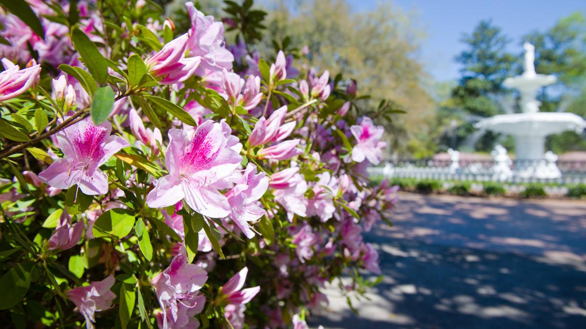 savannah-azaleas.jpg