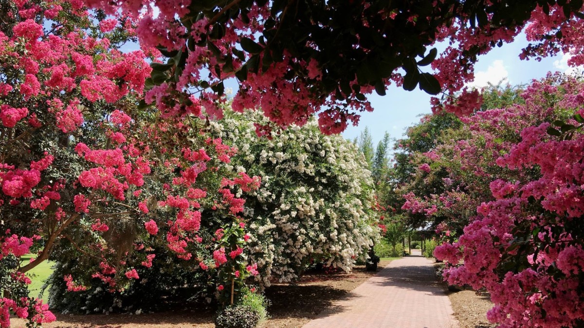 Coastal Georgia Botanical Gardens