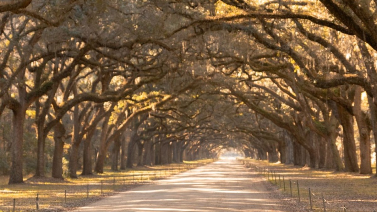 wormsloe historic site