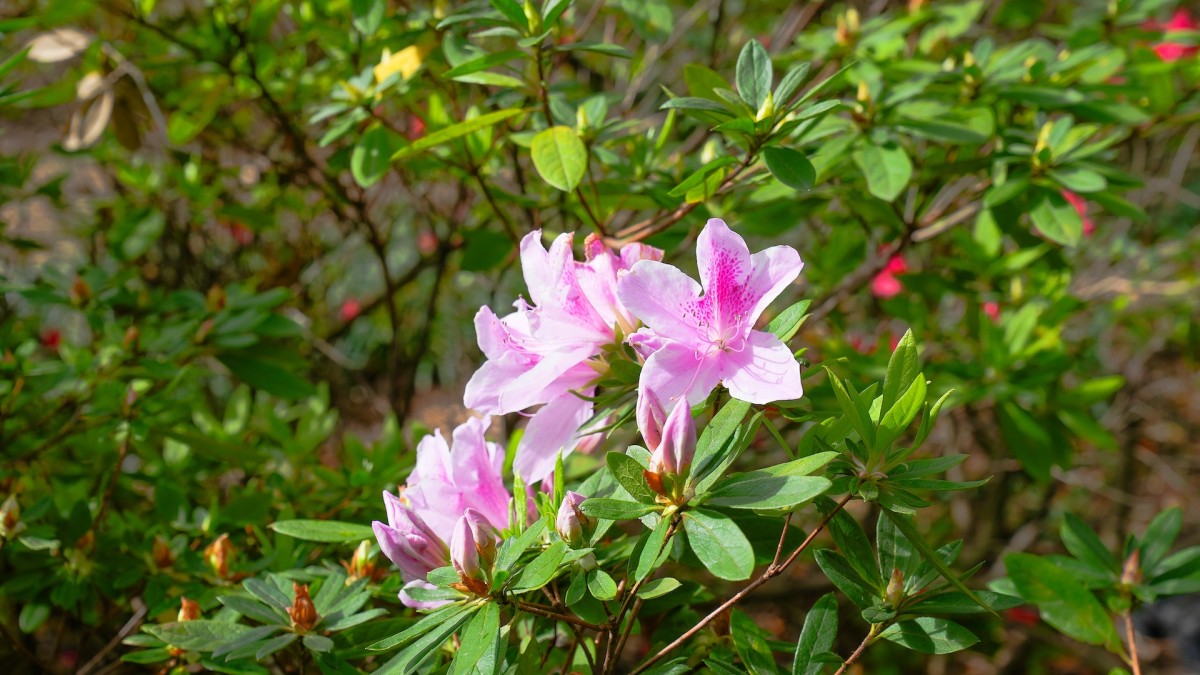 Azaleas