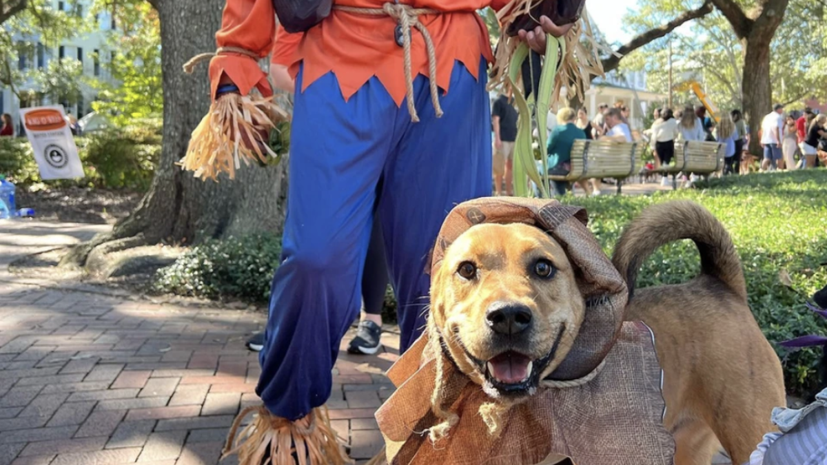 Wag-O-Ween