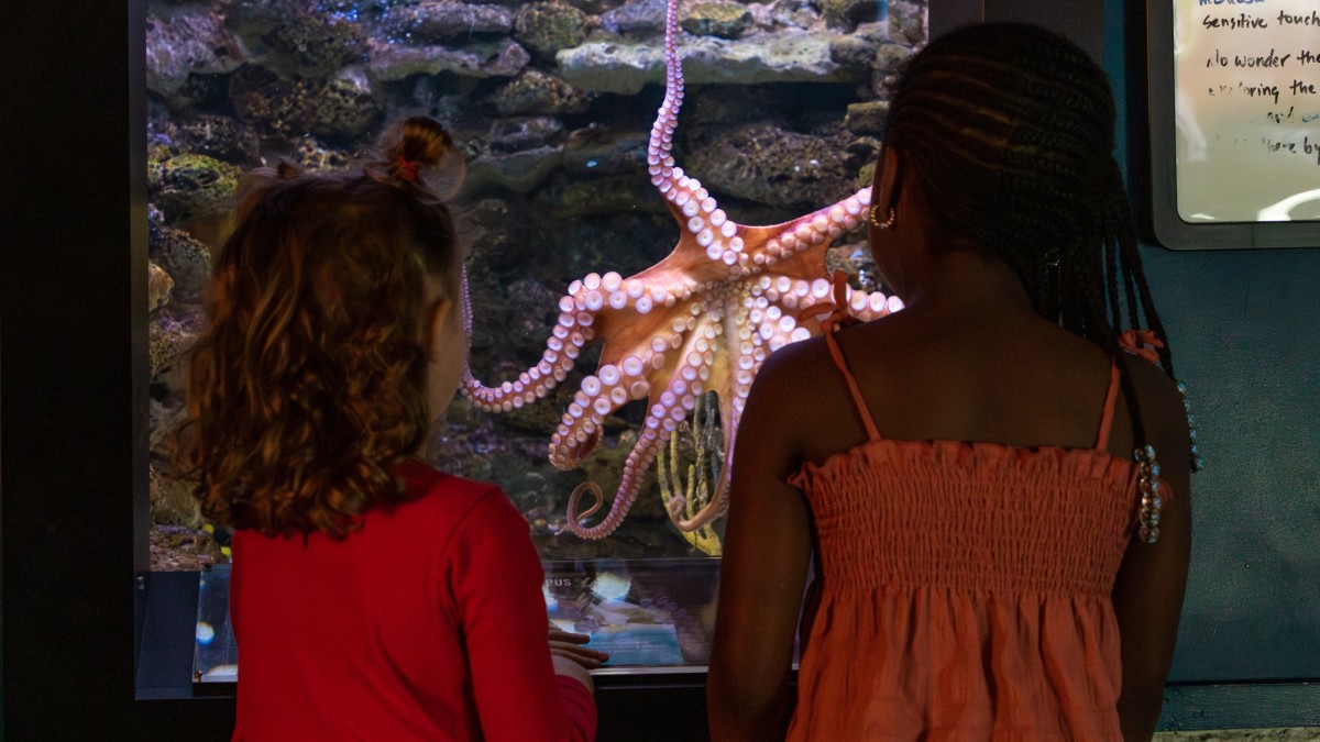 Children standing in front of an octopus exhibit at the aquarium