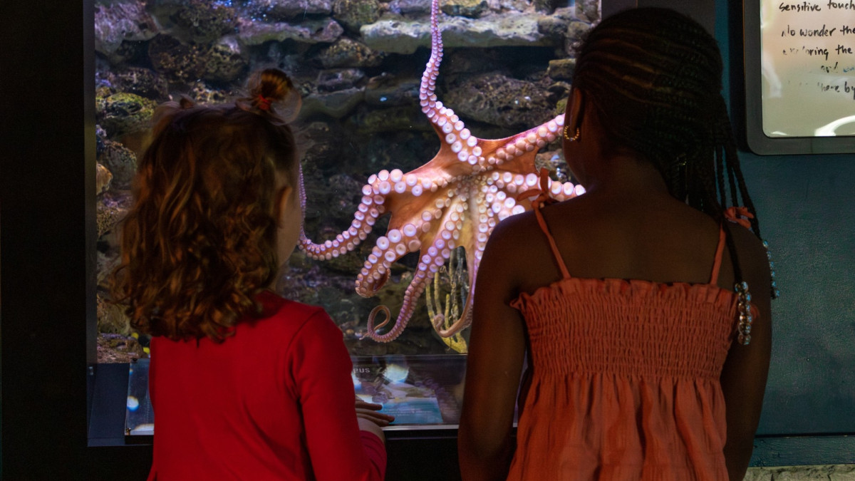 Children standing in front of an octopus exhibit at the aquarium