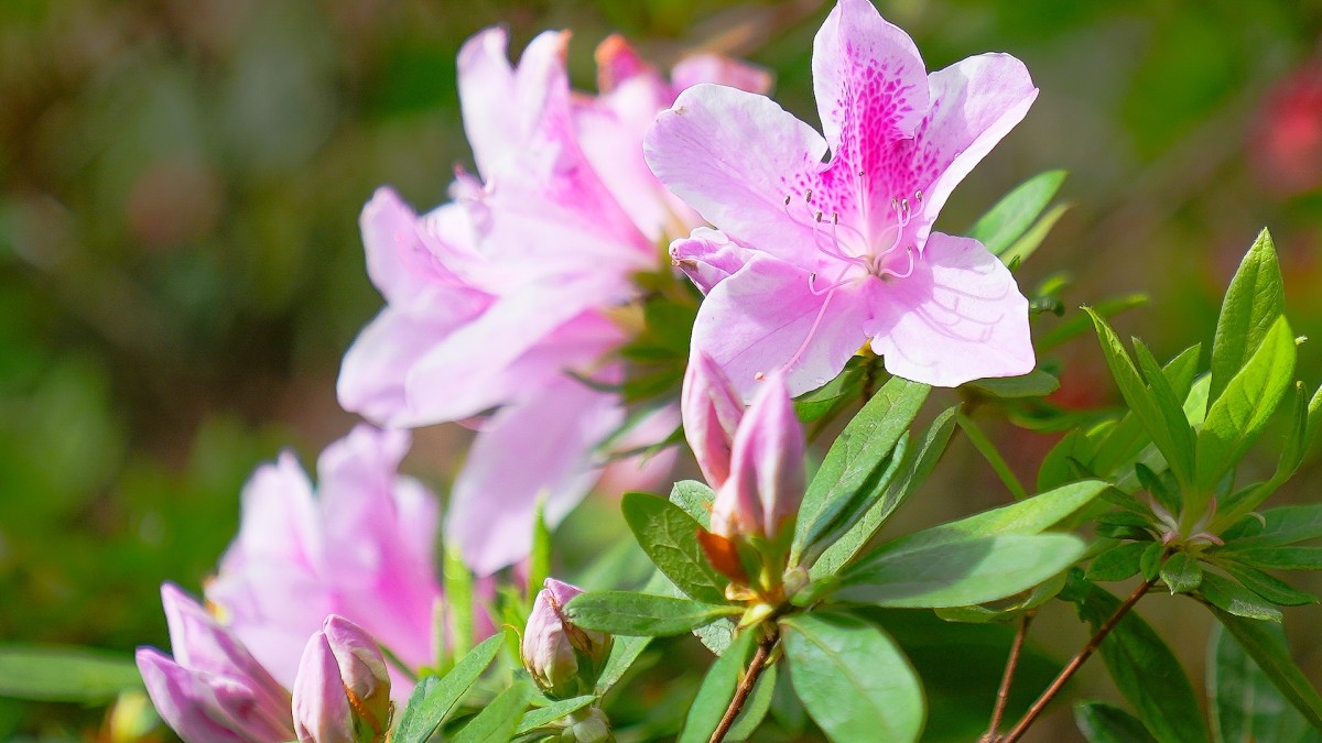 Pink azalea flowers in bloom.