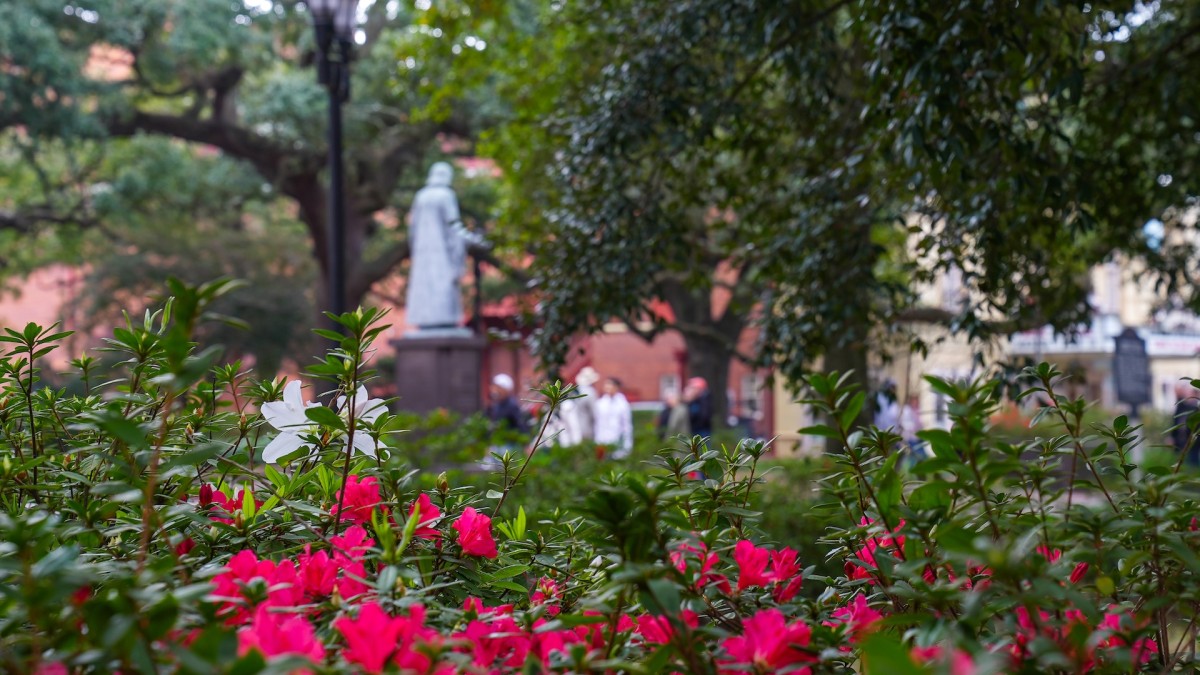 Red azalea flowers in bloom.