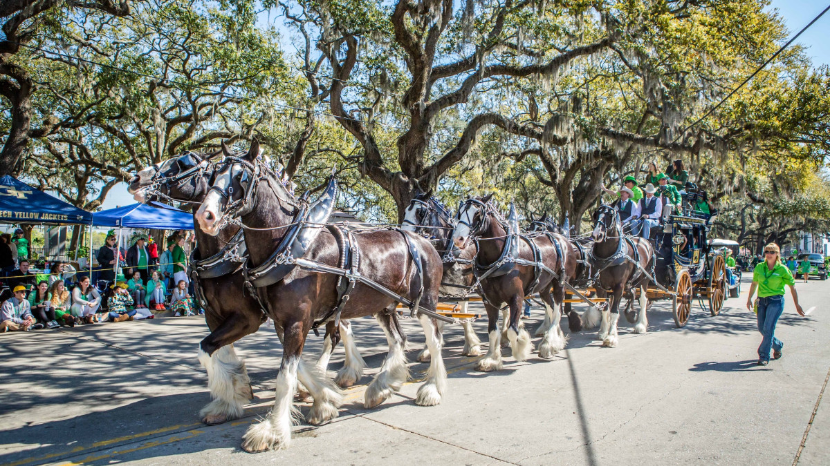 A team of Clydesdale horses pulls a carriage down a sunlit Savannah street during a parade beneath sprawling oak trees draped in Spanish moss as spectators gather along the sidewalk.