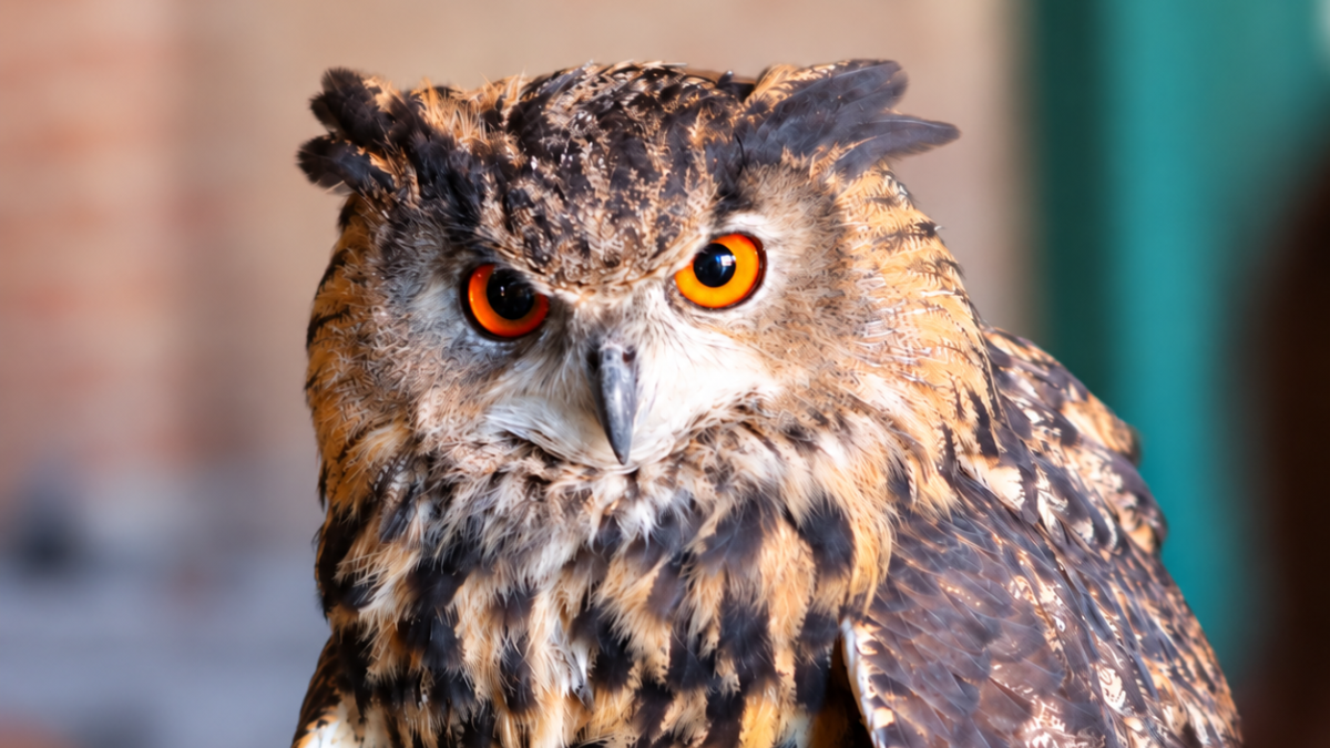 Great horned owl with bright orange eyes featured in Coastal Heritage Society's Frogwarts event graphic.