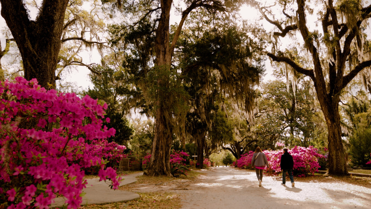 A couple walks an unpaved path while passing azalea bushes in bloom.