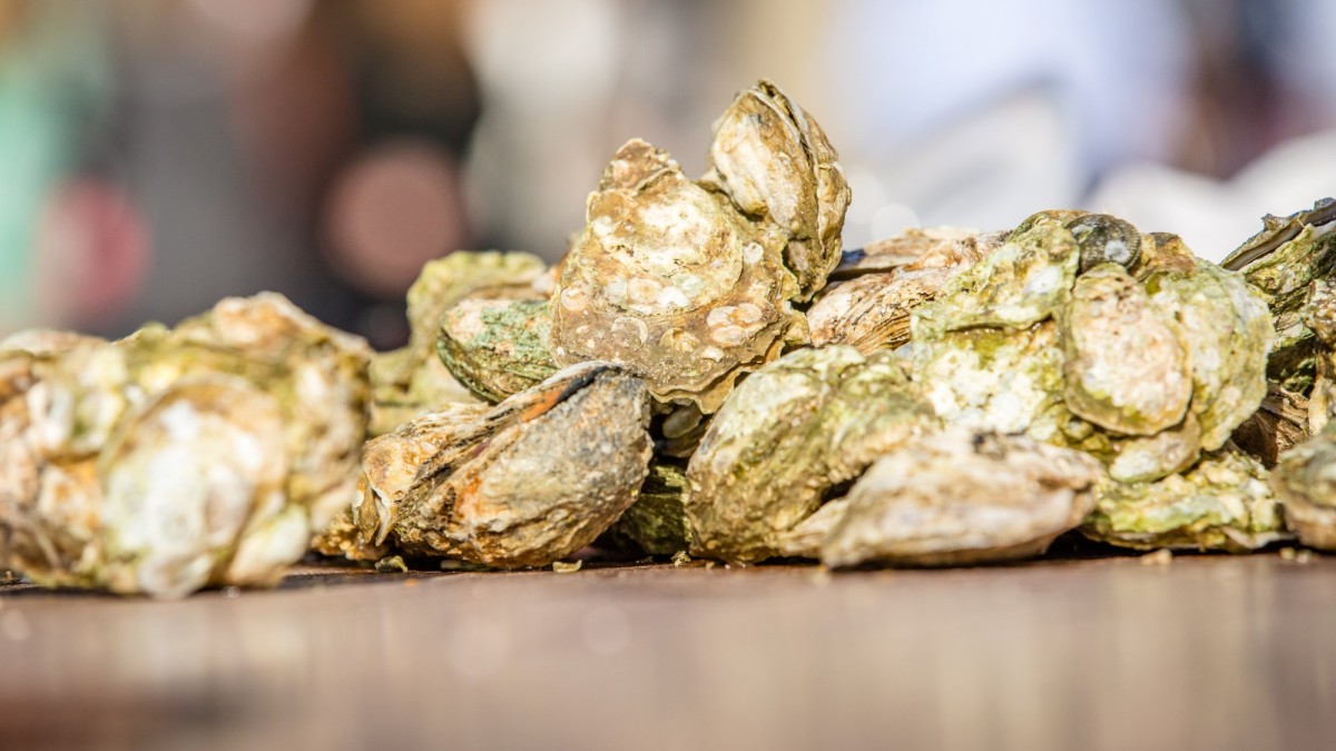 Savannah Oysters Savannah Oysters
