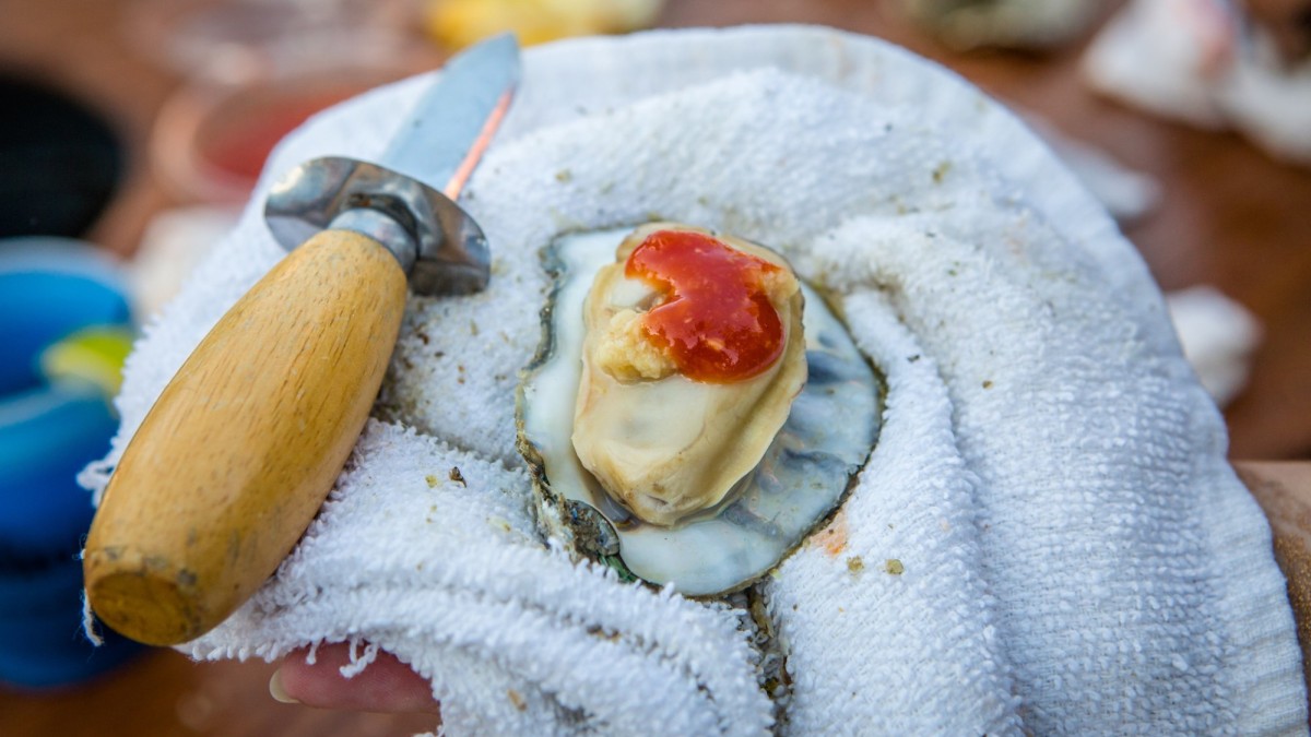 Savannah Oyster Roast Savannah Oyster Roast