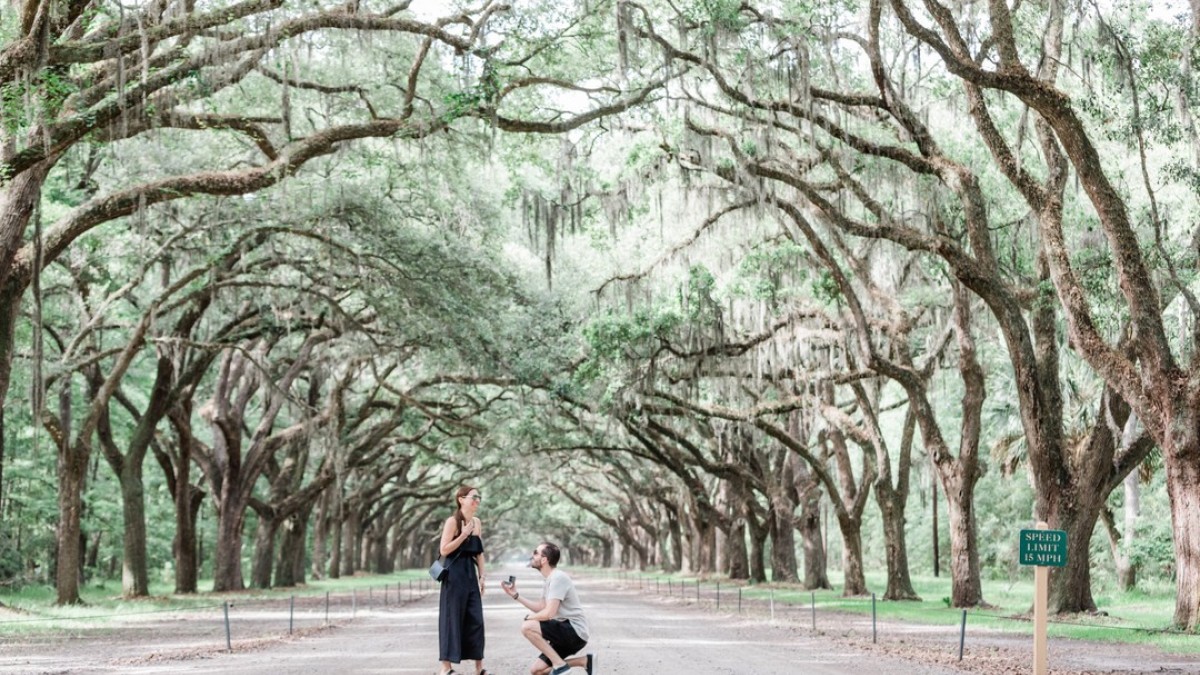 A proposal at Wormsloe Historic Site in Savannah, Georgia