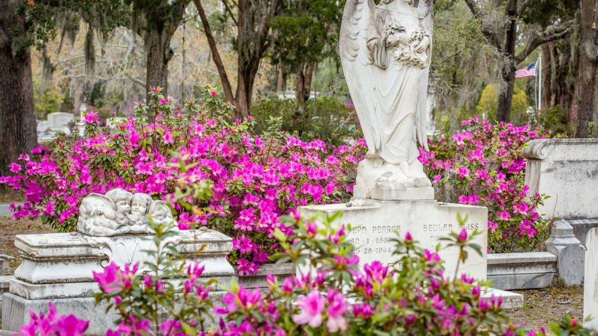 You've Got to See These Photos of Azaleas at Bonaventure Cemetery