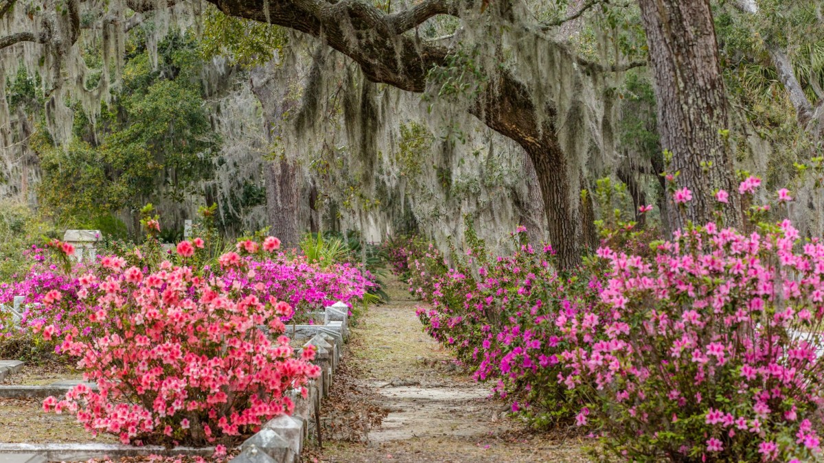 Azaleas at Bonaventure Cemetery Azaleas Bonaventure Cemetery