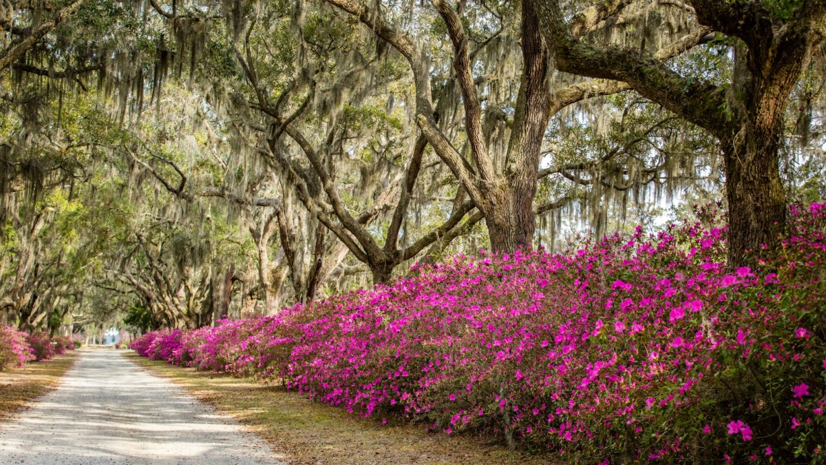 bonaventure cemetery azaleas spring flowers