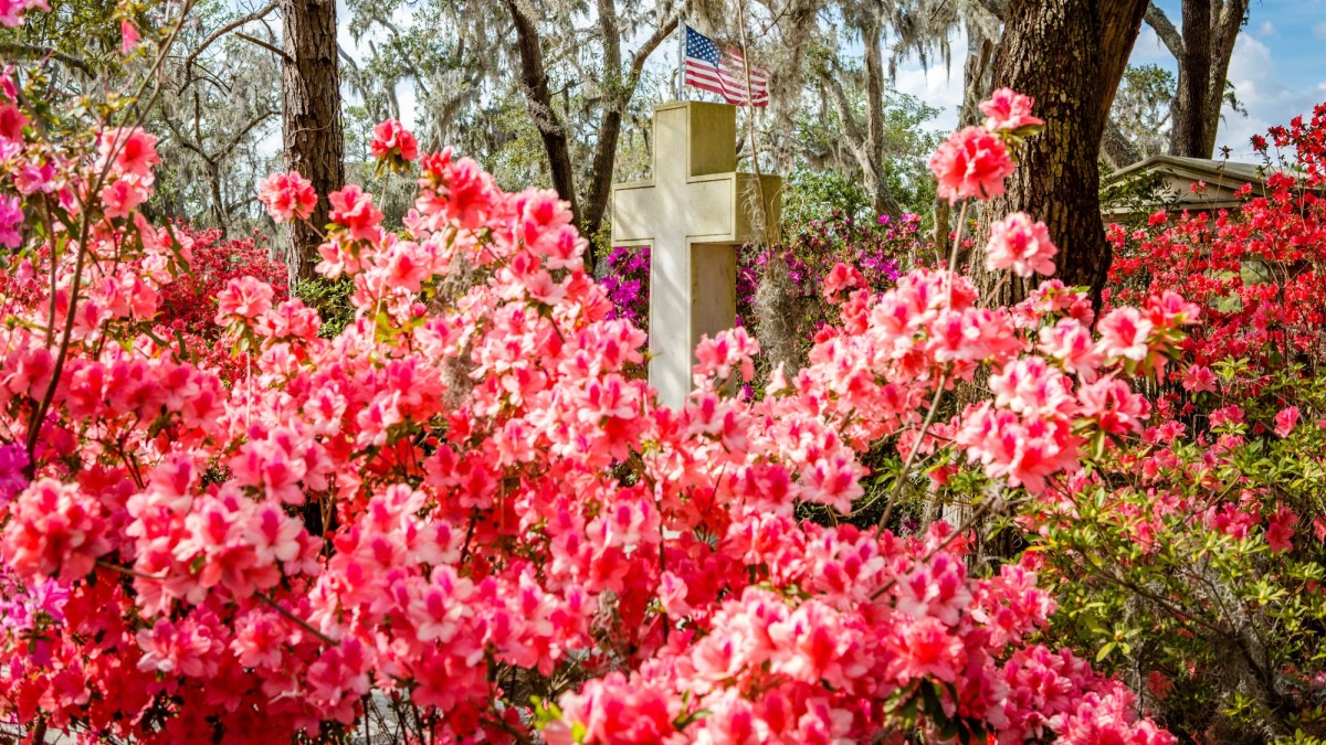 Azaleas Bonaventure Cemetery