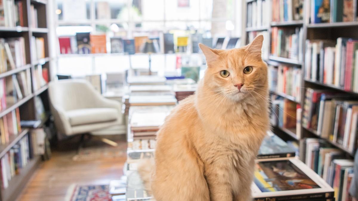 bookstore-cat-historic-district.jpg