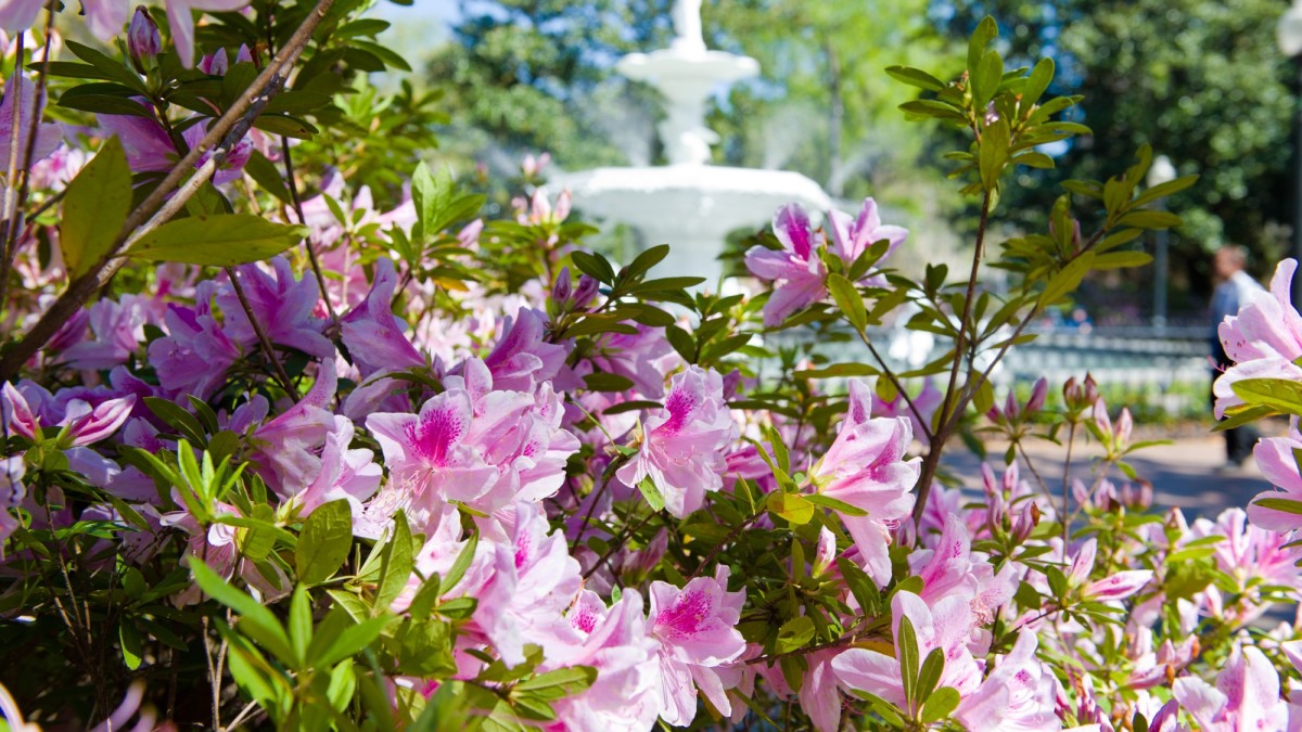 hero_forsyth_fountain_azaleas.jpg