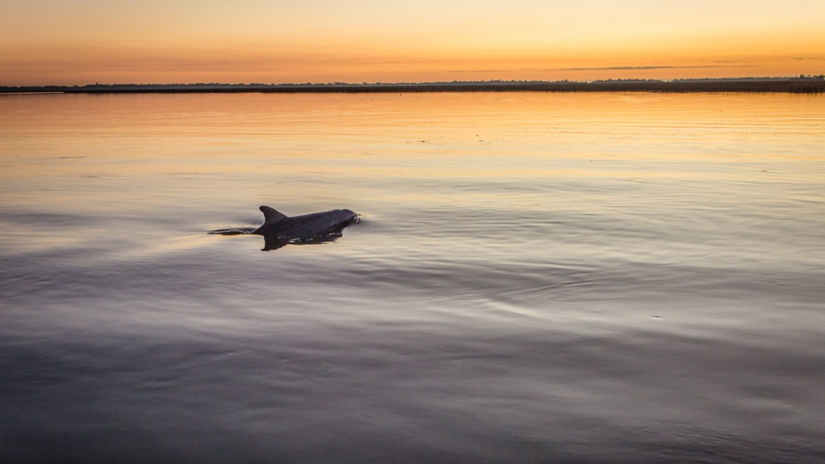 hero_little_tybee_dolphin.jpg