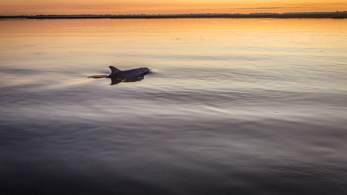 hero_little_tybee_dolphin.jpg