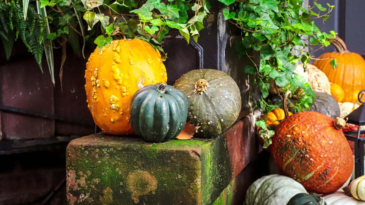 pumpkins_fall_britth_9465.jpg