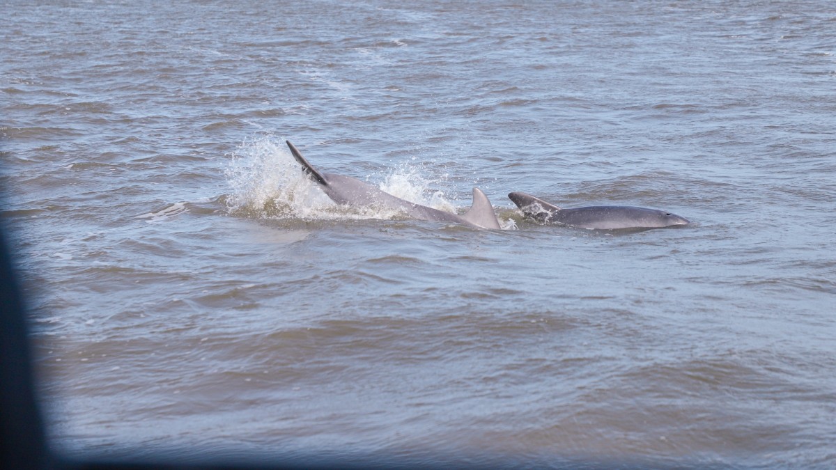 captain derek's dolphin adventure.jpg