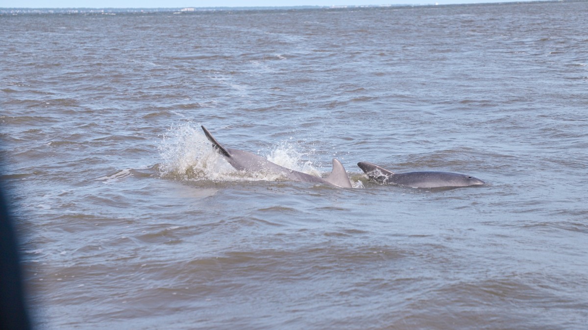captain derek's dolphin adventure.jpg