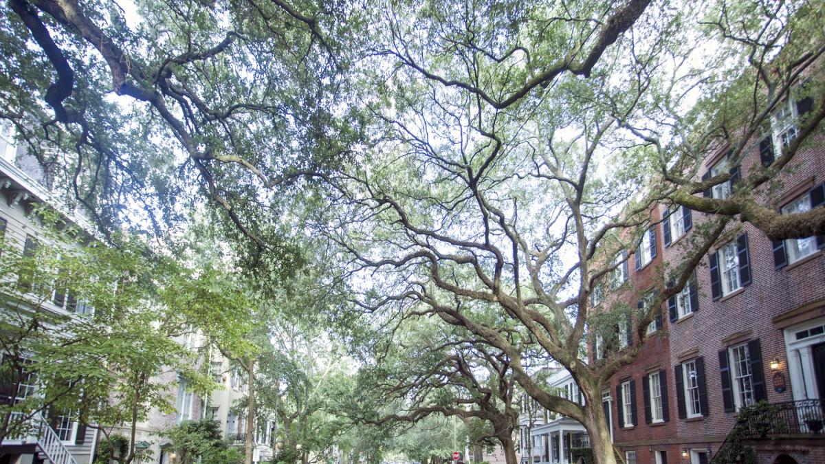 Jones Street Jones Street in Savannah