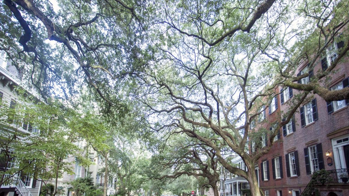 Jones Street in Savannah