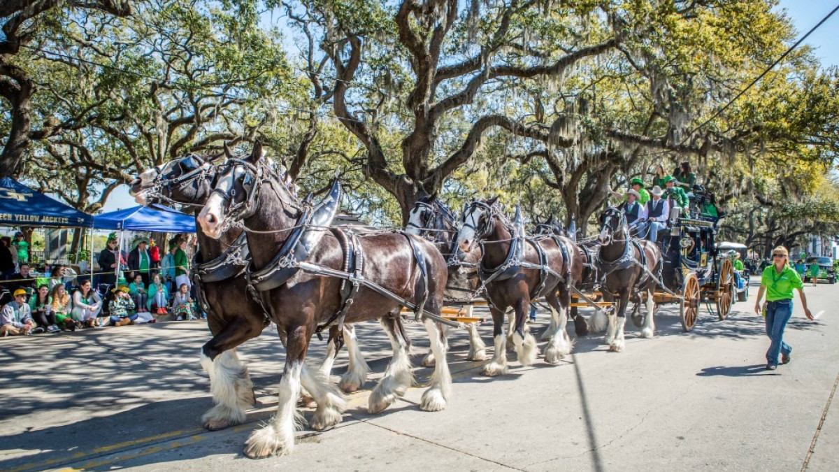 Anheuser Busch Anniversary Parade & Greet The Clydesdale