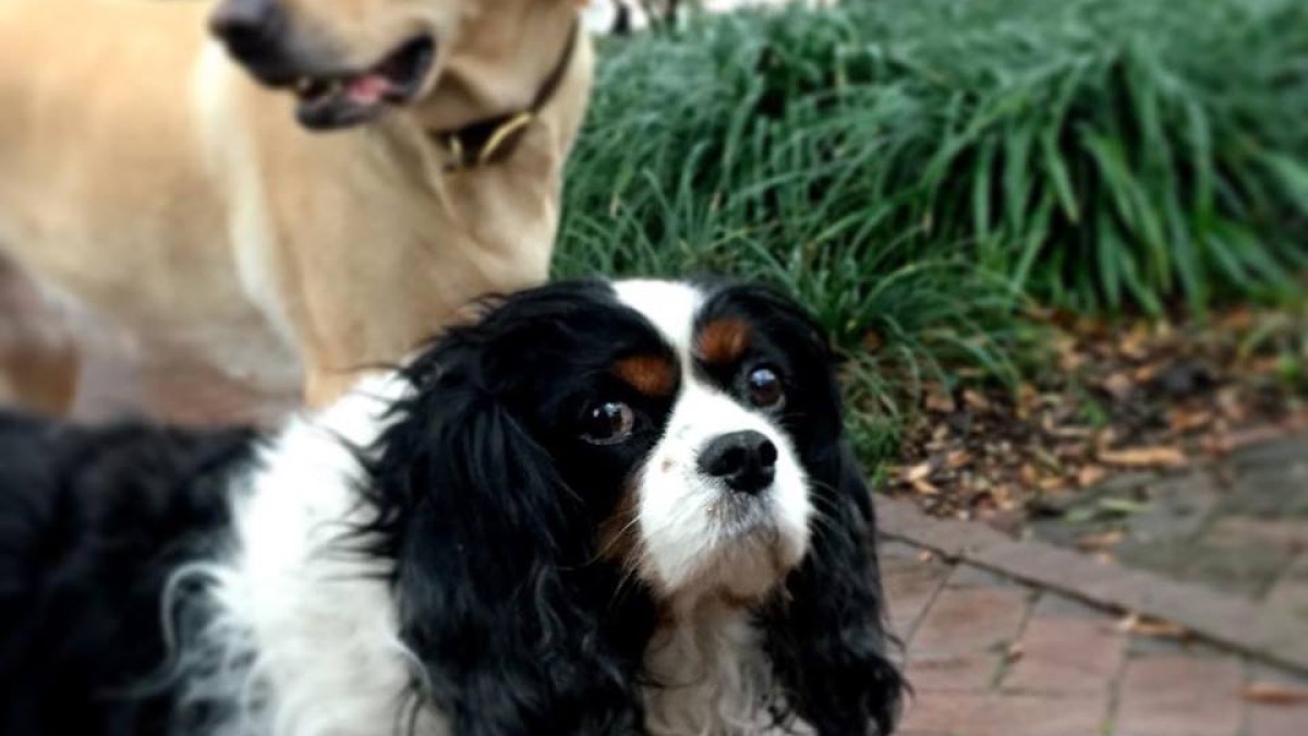 Oliver Bentleys Historic Dog Walk Tour Oliver Bentleys Historic Dog Walk Tour in Savannah, GA