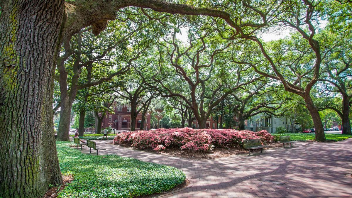 spring-pulaski-square-azaleas-oaks.jpg