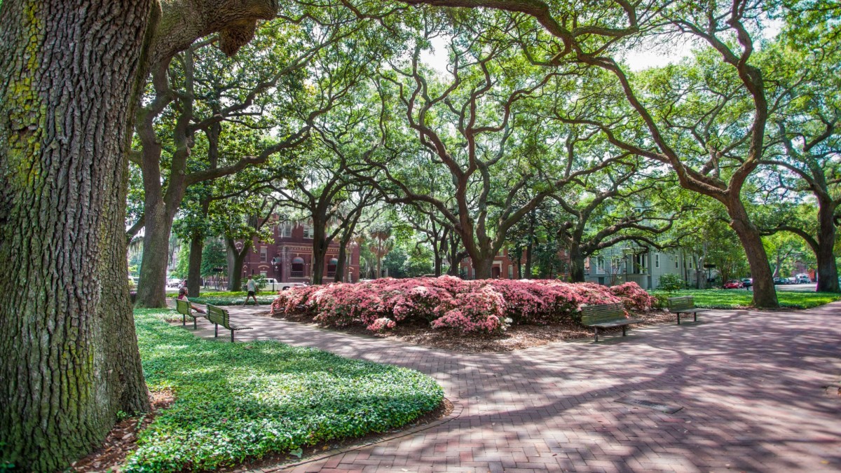 Pulaski Square Azaleas Savannah