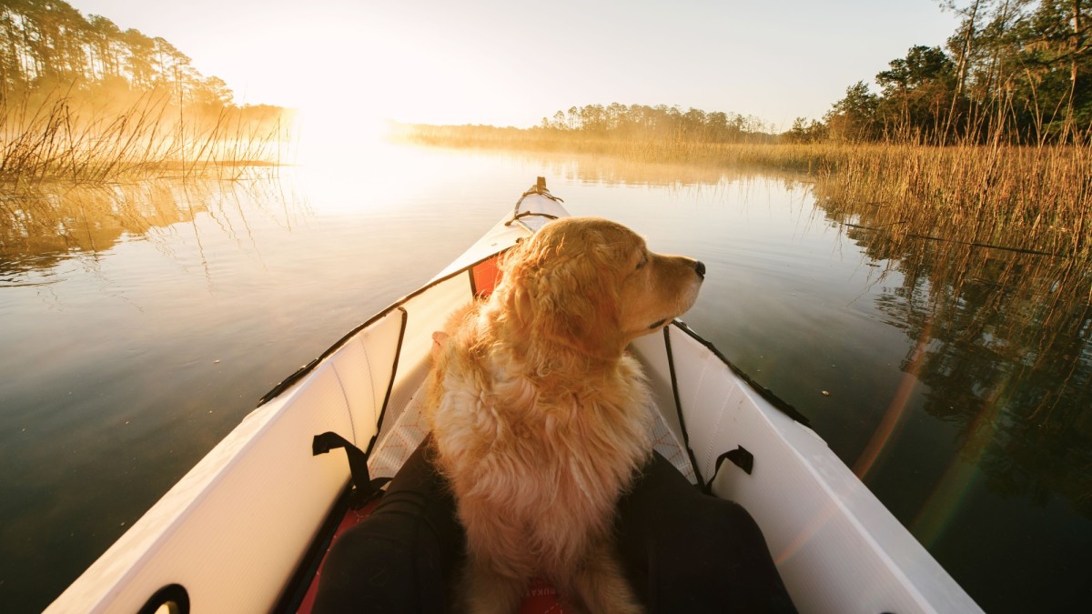 A dog in a kayak in Savannah, Georgia