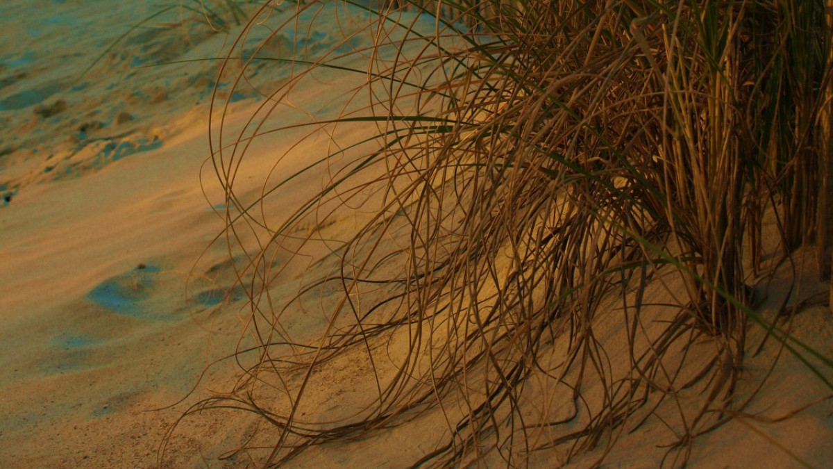 Relax on Tybee Island's beautiful beaches.