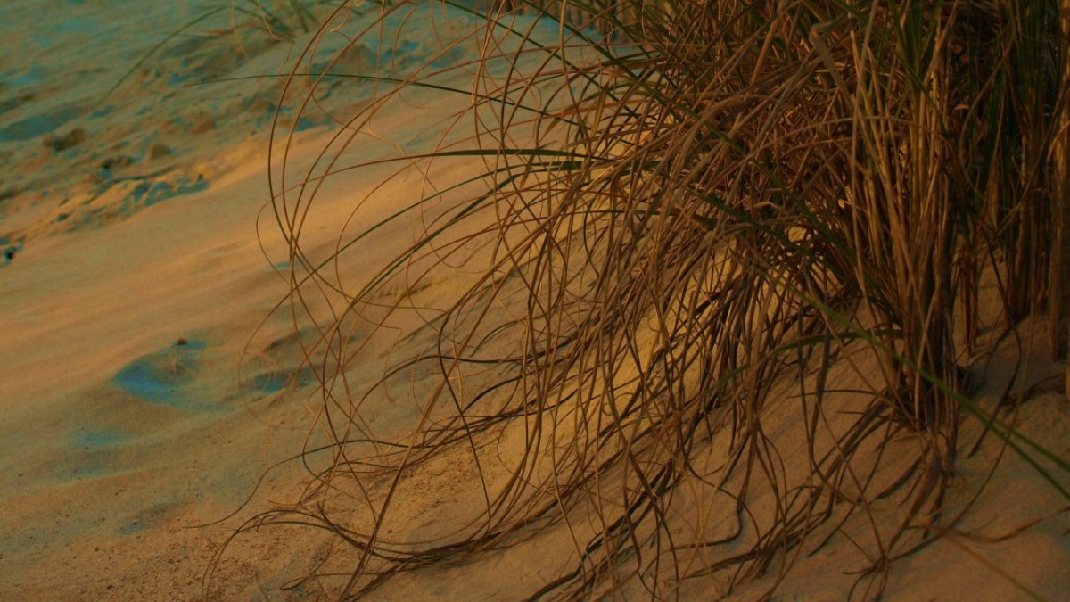 Relax on Tybee Island's beautiful beaches.