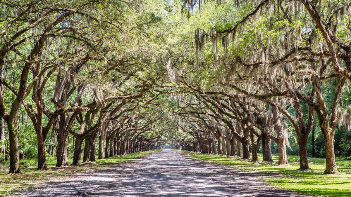 wormsloe-oak-canopy.jpg