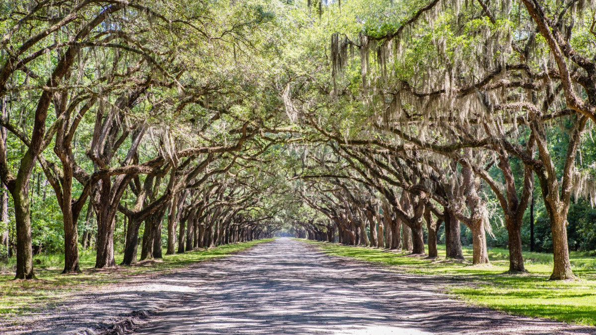 wormsloe-oak-canopy.jpg
