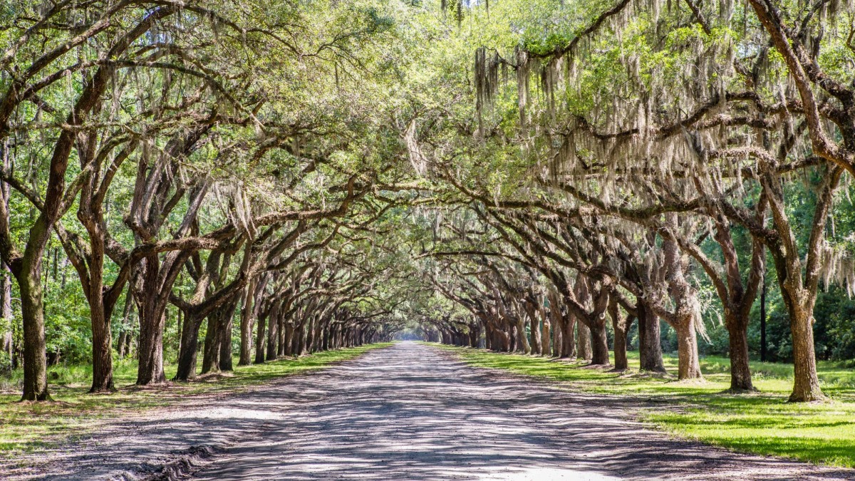 wormsloe-oak-canopy.jpg