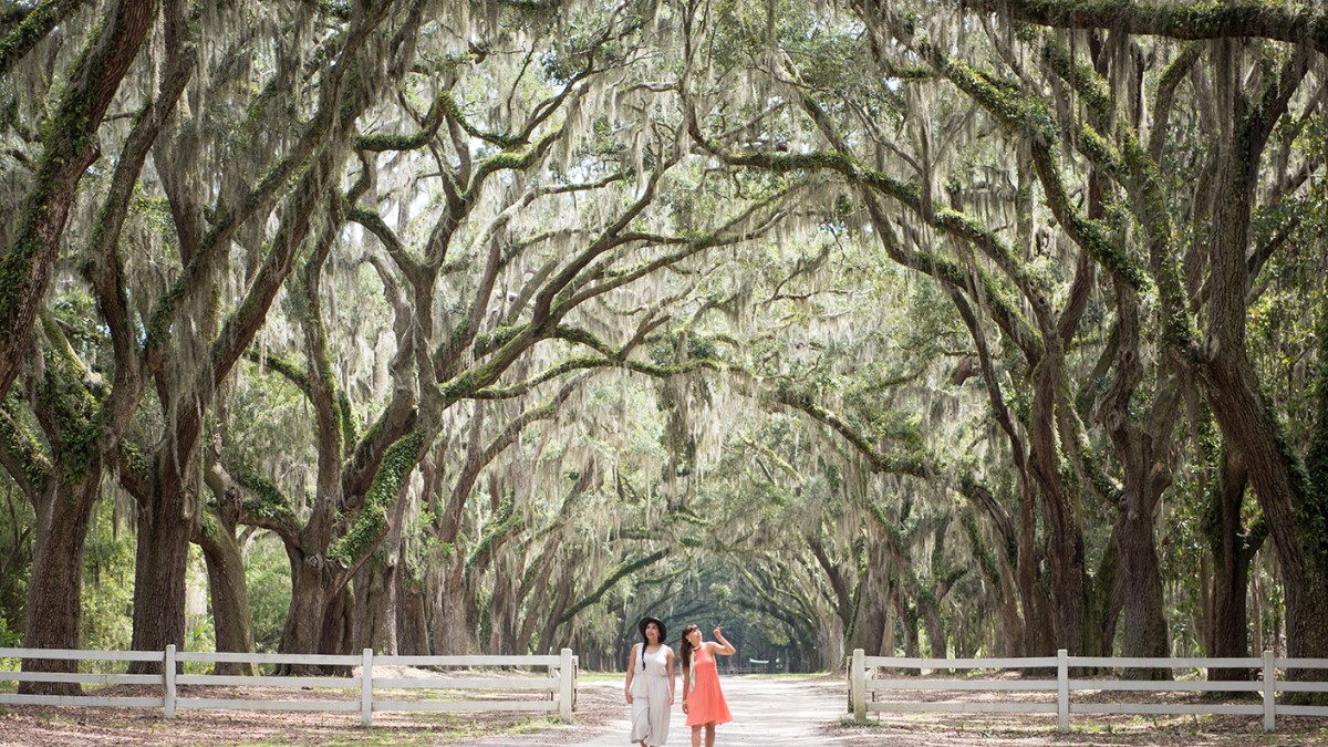 Wormsloe Historic Site, Moon River District, Savannah