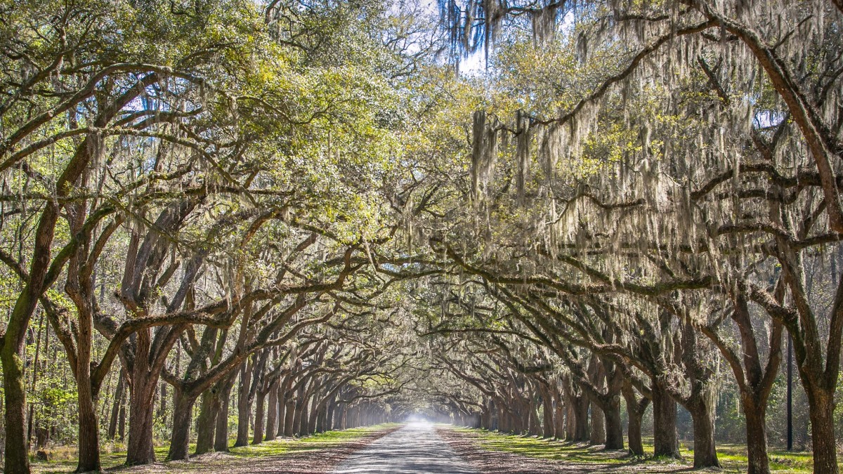 Wormsloe-Historic-Site.jpg