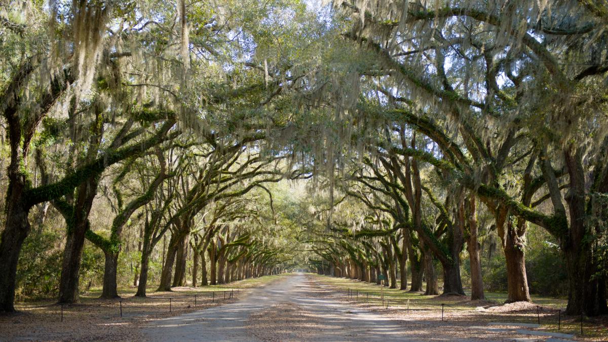 wormsloe-state-historic-site.jpg